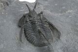 Devil Horned Cyphaspis Walteri Trilobite - Mrakib, Morocco #348374-4
